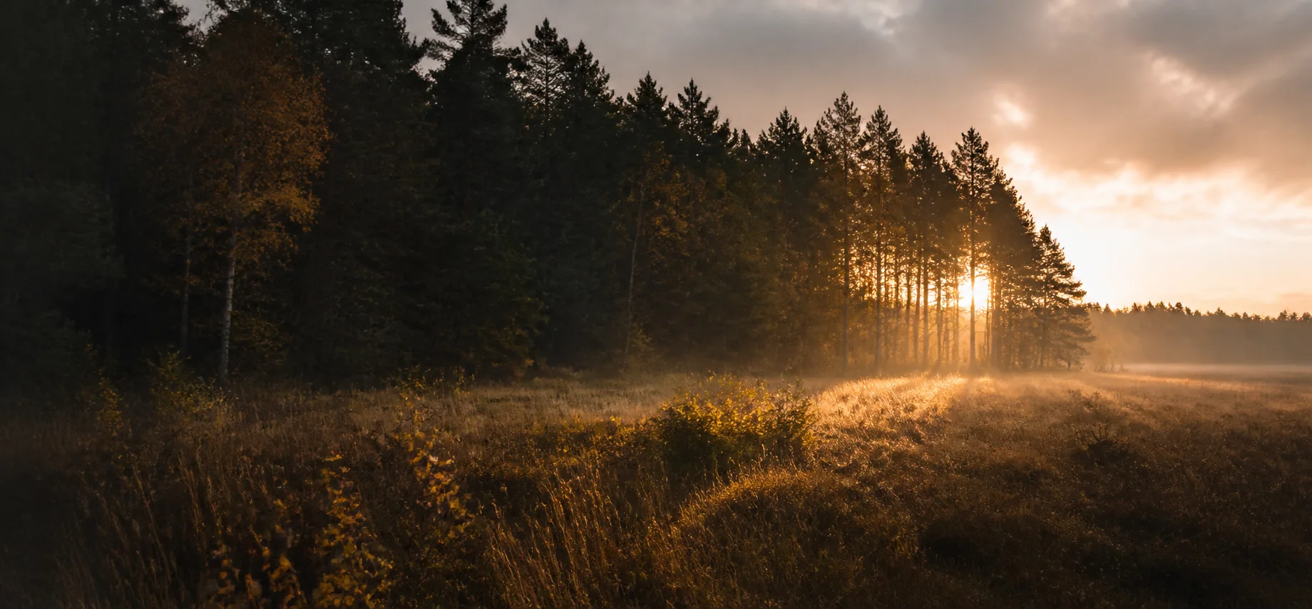Wald und Wiese im warmen Licht des Sonnenuntergangs